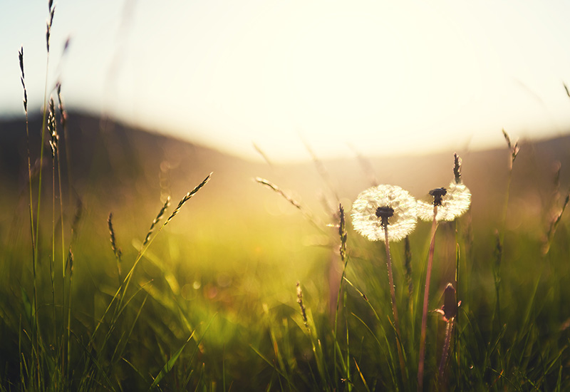 pusteblume